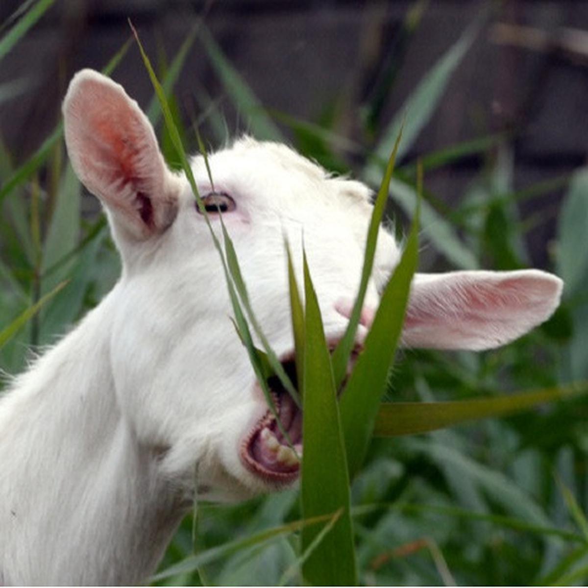 Ilustrasi kambing