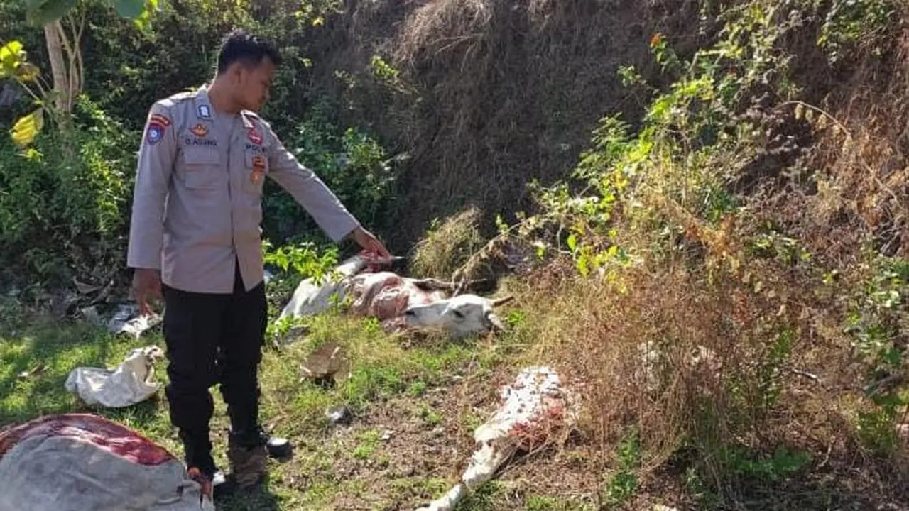 Sapi di Tuban dicuri dan dipotong-potong jadi tujuh bagian. (Adirin/Liputan6.com)