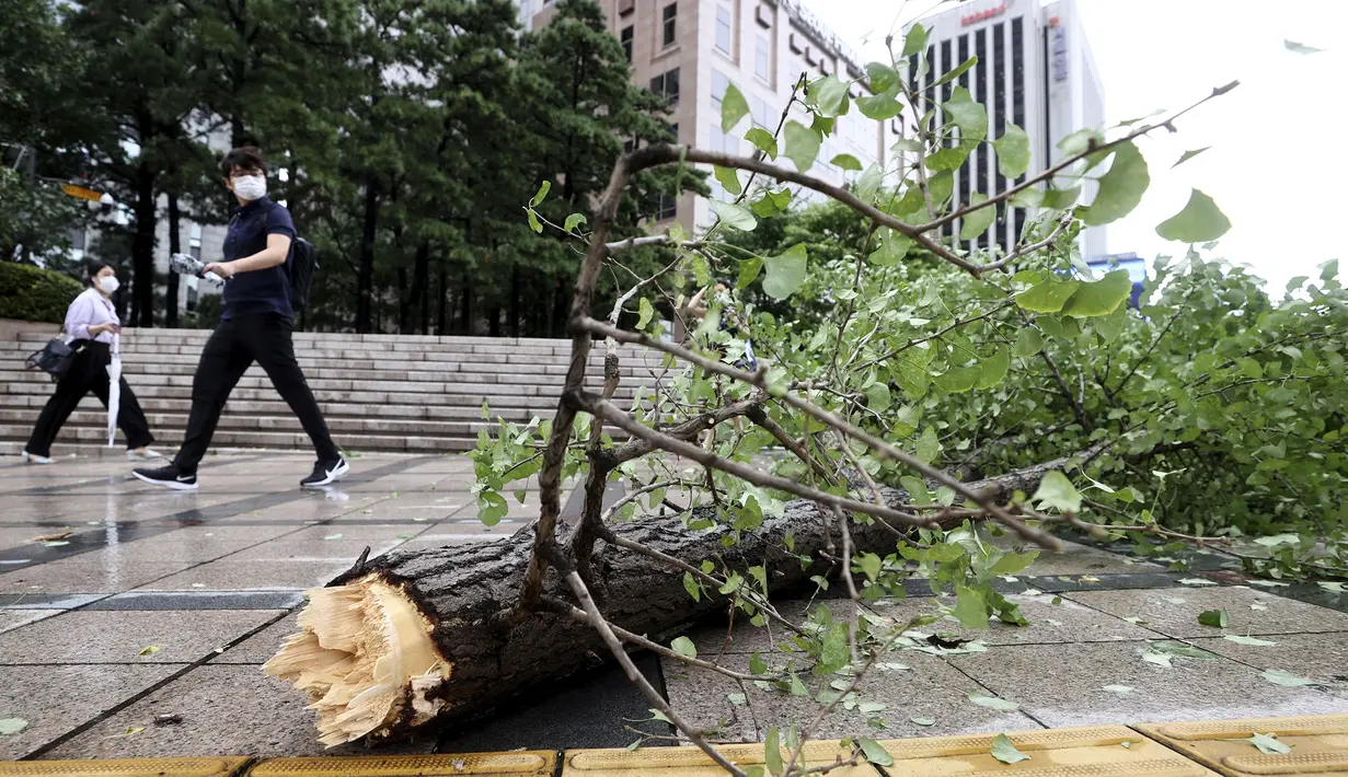 Sebatang pohon tumbang akibat angin kencang terhampar di trotoar di pusat kota Seoul, Korea Selatan, Kamis (3/9/2020). sekitar 120.000 rumah tidak mendapat aliran listrik sepanjang malam di seluruh bagian selatan negara itu dan juga di Pulau Jeju. (Ryu Young-suk/Yonhap via AP)