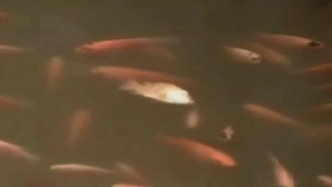 Kekeringan, Petani Ikan di Sleman Merugi Jutaan Rupiah