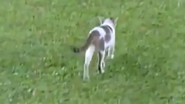Laga Rusuh, Kucing Ini Malah Asyik Buang Hajat