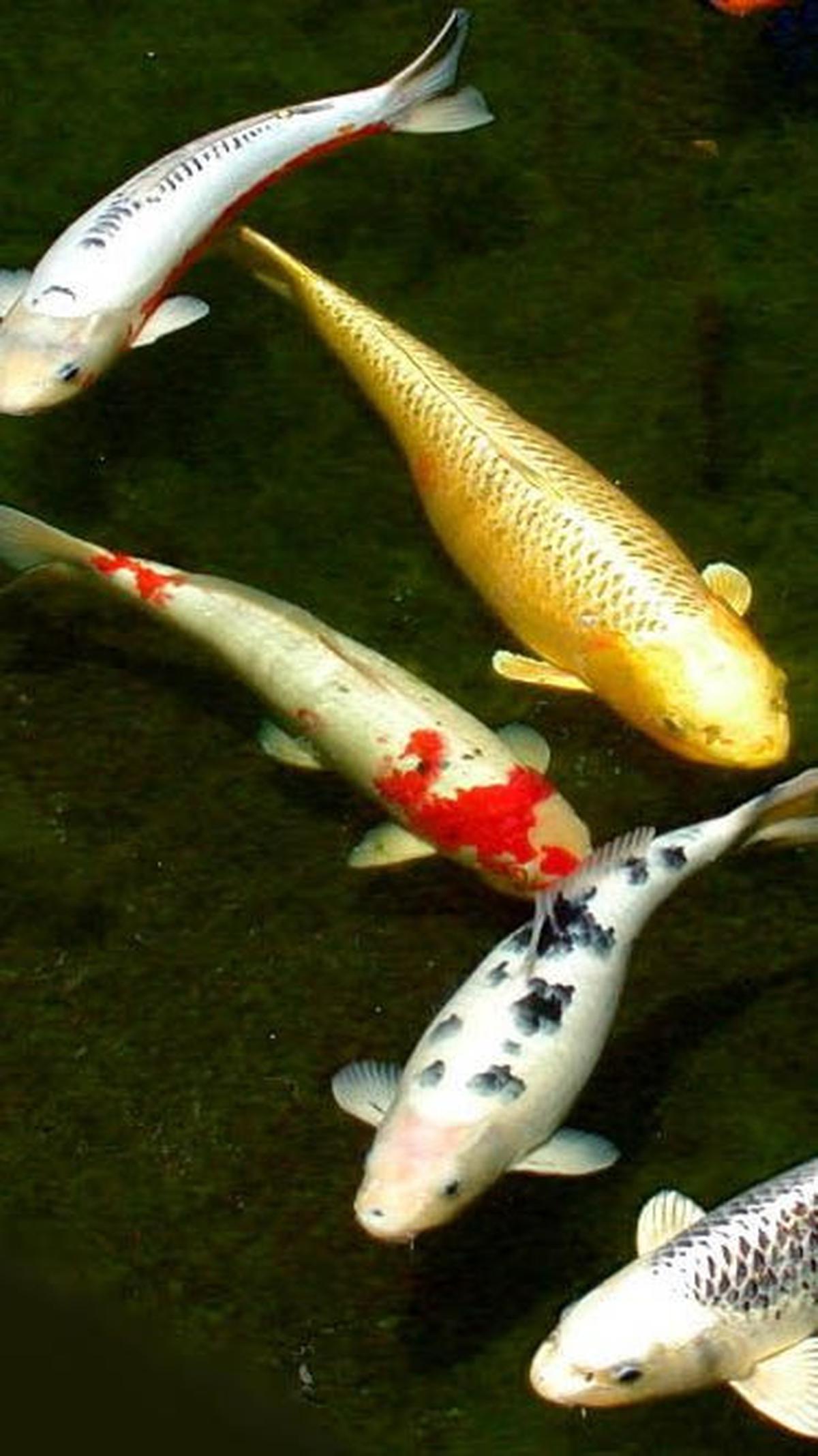 9. Ternak Ikan Hias<br>