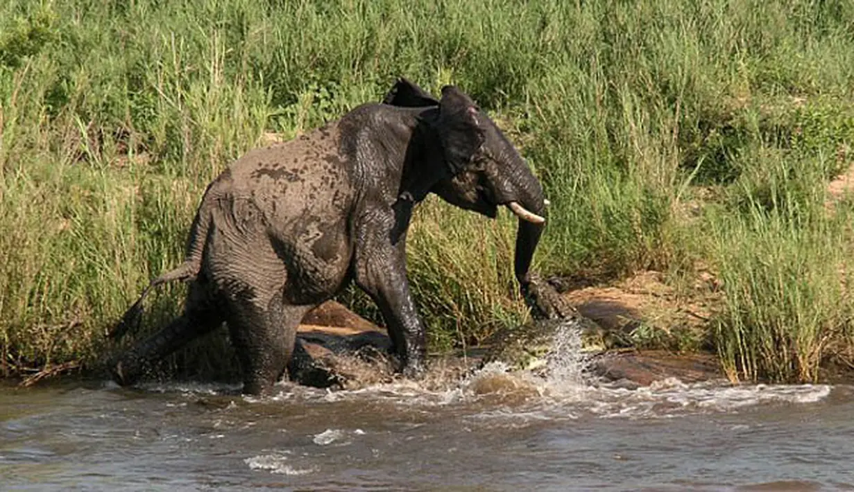 Gajah tersebut terus berusaha melepaskan gigitan buaya. Sang gajah menyerang buaya itu dengan kakinya dan gadingnya di sebuah sungai di Afrika Selatan, Kamis (5/2/2015). (Dailymail)