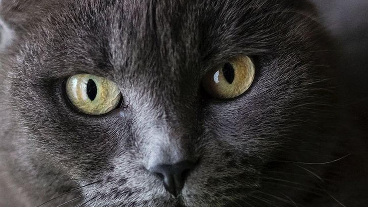 Nama Kucing Bahasa Jepang Lainnya <br>