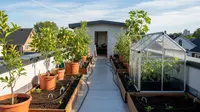 7 Ide Kebun Buah Mini di Rooftop Rumah Sederhana Anti Panas, Produktif di Lahan Terbatas