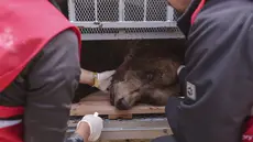 Proses Penyelamatan Mark, Beruang Coklat yang Dieksploitasi Oleh Restoran di Albania