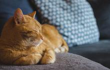 Rumah Bebas Bau, Intip 10 Cara Cegah Kucing Kencing Sembarangan Demi Kebersihan Hunian