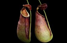 Penemuan Nepenthes xtaringkecil di Kalbar: Predator Bergigi Kecil dari Media Sosial