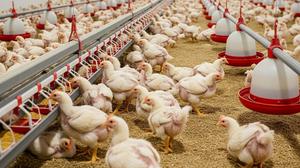 Jangan Salah Pilih, Ini Bedanya Gizi Ayam Kampung dan Broiler