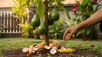 10 Sampah Dapur untuk Pupuk Pohon Alpukat agar Berbuah Terus, Efektif dan Mudah