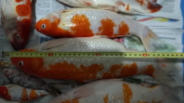Ikan Koi Peliharaannya Mati Lalu Dimasak Jadi Sop, Aksi Pemilik Ini Bikin Geleng Kepala
