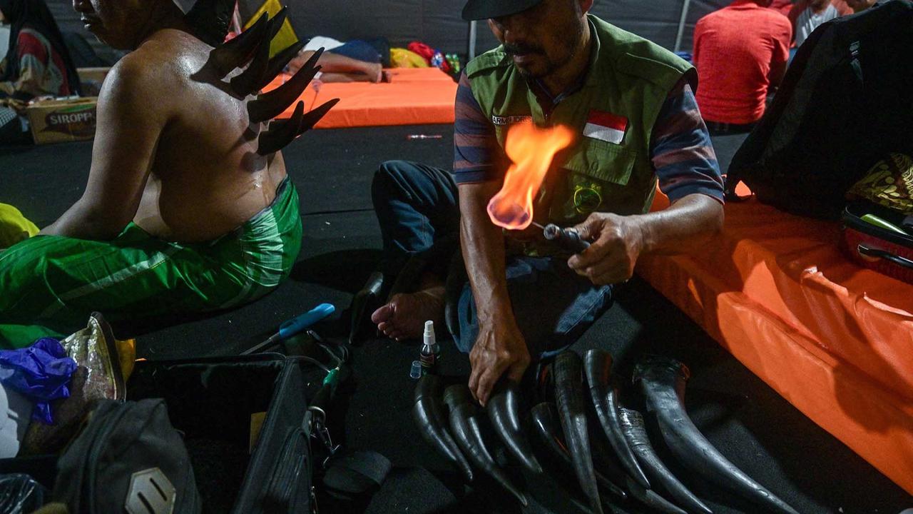 FOTO: Terapi Bekam Tanduk Sapi, Pilihan Lawas di Zaman Modern