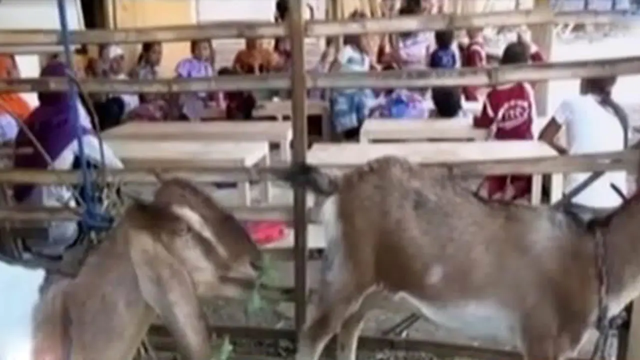 Segmen 4: Dampak Kemarau hingga Belajar di Kandang Kambing