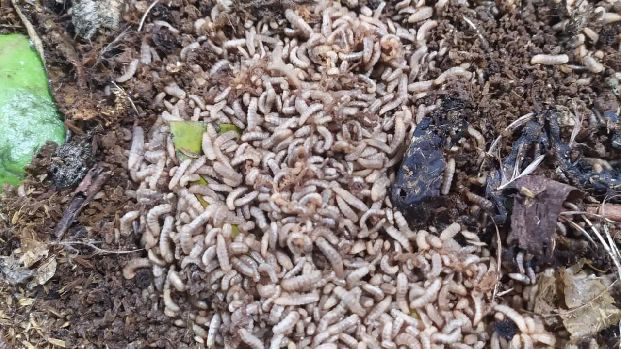 Nampak anggota kelompok Motekar, di Kecamatan Kadipaten Tasikmalaya, Jawa Barat tengah menikmati hasil berupa telur puyuh dari pakan maggot.
