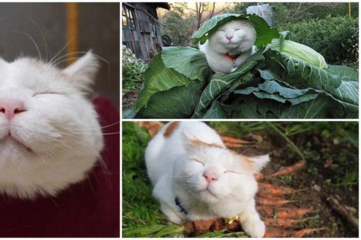 Foto: copyright  Boredpanda.com