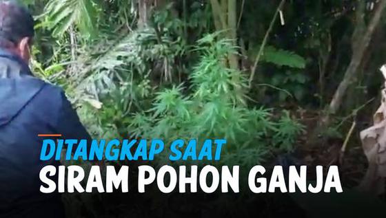 VIDEO: Pria Ditangkap Saat Siram Pohon Ganja di Belakang Rumah