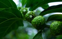 Menggali Khasiat Buah Mengkudu, Solusi Alami untuk Kesehatan yang Tak Boleh Terabaikan