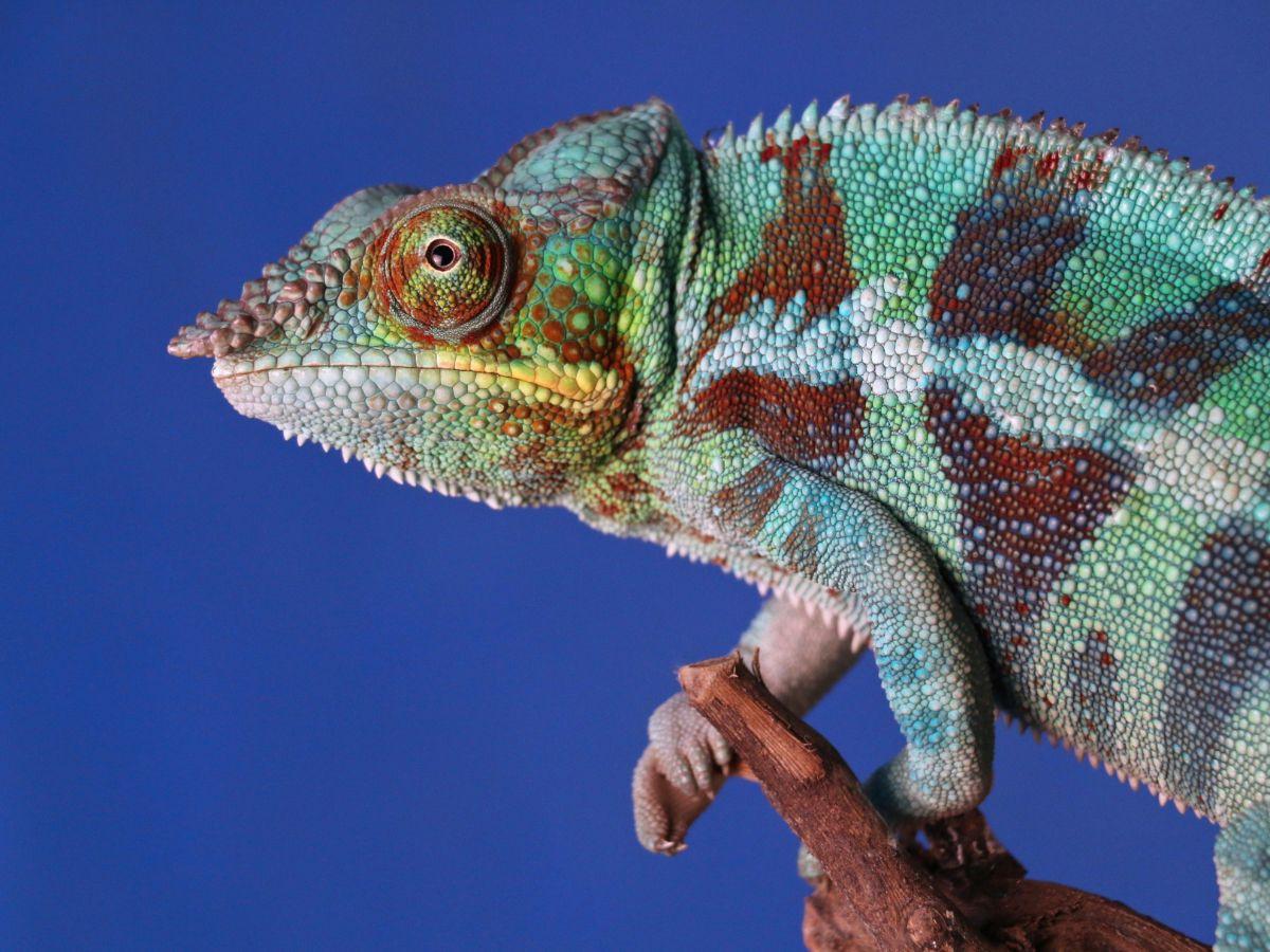 <b><br>Panther Chameleon (Furcifer pardalis)</b>