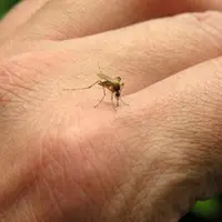 Siapa sih yang mau digigit nyamuk? Yuk hindari dengan makanan!