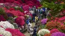 <p>Pengunjung yang mengenakan masker berjalan melalui taman azalea di kuil Shinto, Tokyo pada 21 April 2022. Mereka ingin berfoto di tengah semarak semak yang bersemi cerah, dan berjalan santai di antara varietas azalea. (AP Photo/Kiichiro Sato)</p>