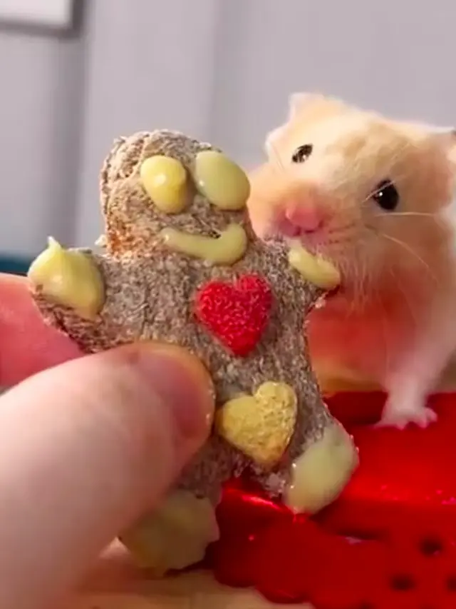 Pria Skotlandia Sajikan Makanan Rumahan untuk Hamster Peliharaannya