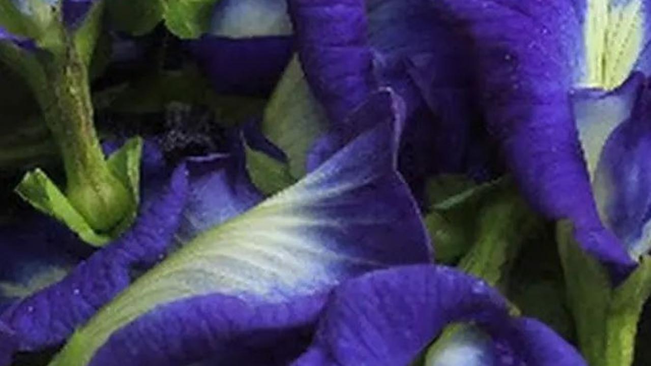 5. Bunga Telang: Warna Biru Keunguan yang Berkhasiat<br>