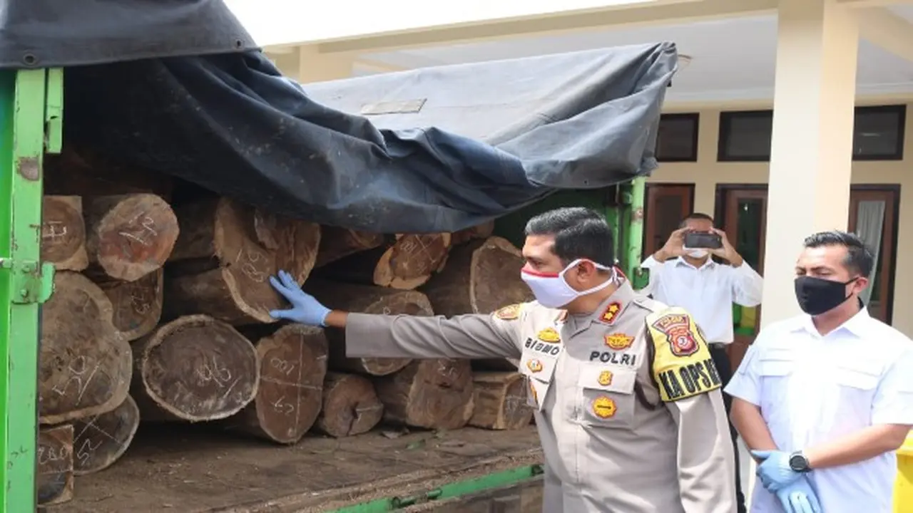 Saat Delapan Pelaku Illegal Loging Ditangkap di Majalengka