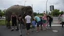 Seekor gajah sirkus menjadi perhatian warga di sebuah jalan di Berlin, Jerman, Kamis (30/6). Gajah tersebut diajak pawangnya untuk berjalan-jalan menikmati udara segar. (REUTERS/Stefanie Loos)
