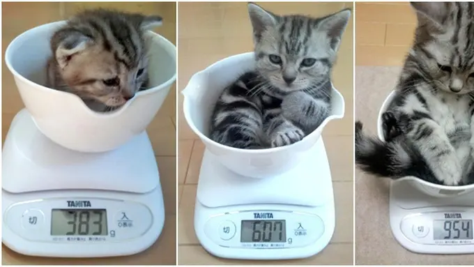 (c) en.rocketnews24.com