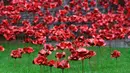 Seniman Paul Cummins dan desainer Tom Piper membuat ribuan keramik berbentuk bunga poppy yang dipamerkan di Caernarfon Castle bertajuk 'Jendela Menangis', Wales, Senin (17/10). (REUTERS / Rebecca Naden)