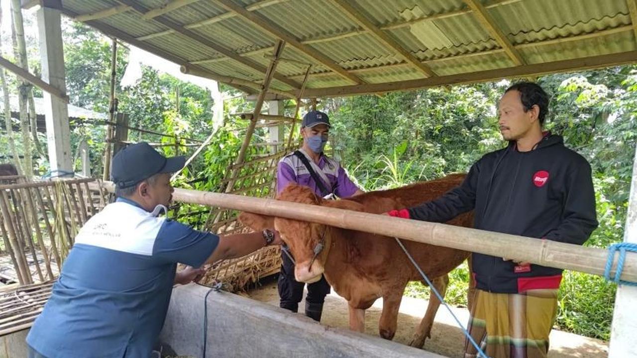 Disnakeswan Identifikasi 59 Kasus PMK Tulungagung, Cuaca Ekstrem Pemicu Wabah Baru