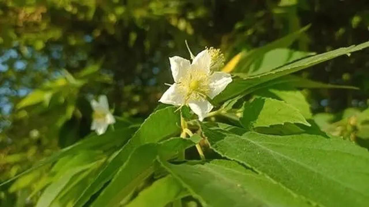 Manfaat Rebusan Daun Kersen Bahan Alami untuk Kolesterol dan Darah Tinggi