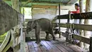 Anak gajah liar yang terkena jerat dirawat di pusat konservasi gajah di Saree, Aceh Besar, pada 15 November 2021. Anak gajah betina yang diperkirakan berusia satu tahun itu mati sehari kemudian, disebabkan luka terkena jerat pada bagian belalai. (AP Photo/Munandar, File)