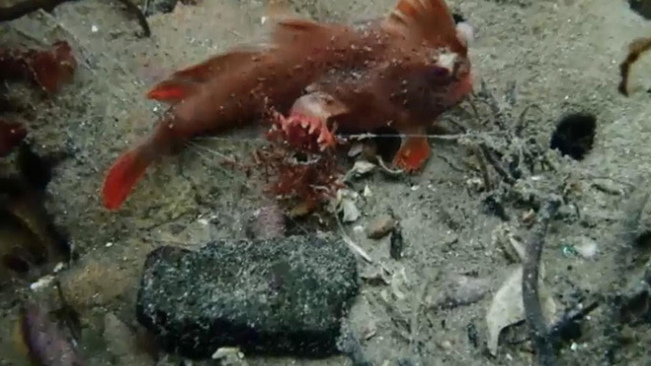 Ilmuan temukan lokasi ikan bertangan di Tasmania (Capture/AustraliaPlus Indonesia)