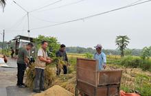 Bulog Serap Gabah Petani Bantul Lampaui Target, Dukung Swasembada Pangan Nasional