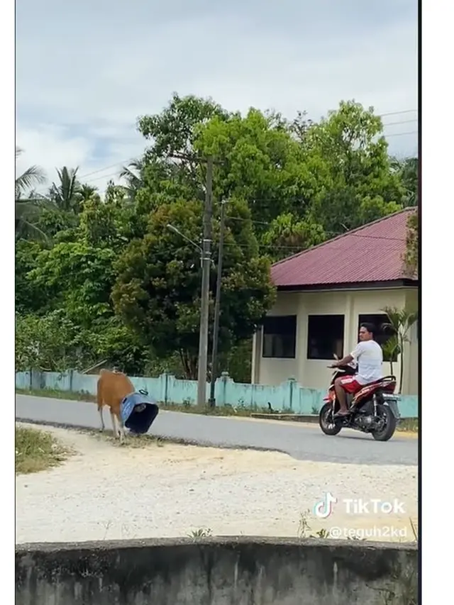 Viral Sapi Berlari Panik karena Kepala Nyangkut Tong, Magrib Baru Bisa Lepas