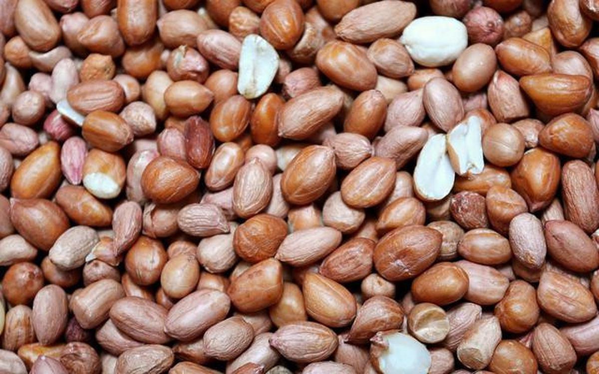 Ilustrasi Kacang Tanah