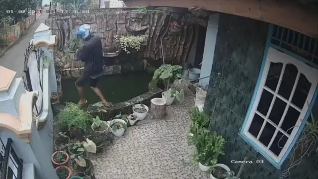 Aksi Pencurian Tanaman Janda Bolong di Palembang Terekam CCTV