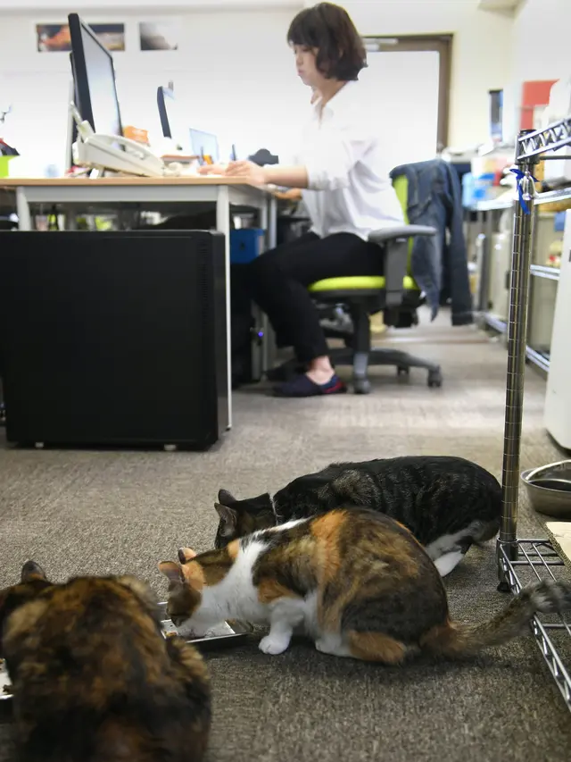 20170604-Kucing Jadi Obat Stres Pekerja Kantoran di Jepang-AFP