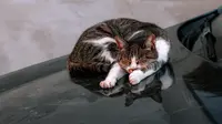 Efektif! Cara Mencegah Kucing Tetangga Nongkrong di Atas Mobil Tanpa Menyakiti