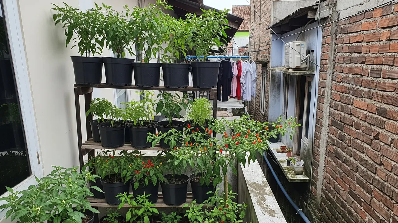 Ide Kebun Cabai Mini di Rumah Tanpa Halaman