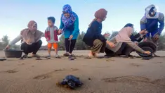 Warga melepasliarkan tukik (anak penyu) jenis Penyu Lekang (Lepidochelys olivacea) di Pantai Kili-Kili, Trenggalek, Jawa Timur, Jumat (1/9/2023). Pantai Kili-Kili termasuk dalam Program Kampung Perubahan Iklim (Proklim). (merdeka.com/Arie Basuki)