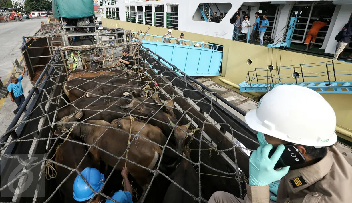 Petugas melakukan bongkar muat ratusan sapi kedalam truk yang baru saja tiba di Pelabuhan Tanjung Priok, Jakarta, Selasa (9/2). Sebanyak 500 ekor sapi asal NTT diangkut dengan kapal khusus ternak Camara Nusantara I. (Liputan6.com/Faizal Fanani)