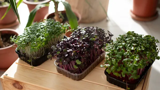Kebun sayur di teras rumah kecil (Foto: freepik)