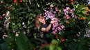 Petugas menata tanaman anggrek selama pratinjau pers festival tahunan anggrek di Kew Gardens, London, Kamis (7/2). Tim yang terdiri dari pakar hortikultura memerlukan waktu 30 hari untuk memasang 6.200 anggrek dalam festival ini. (AP/Alastair Grant)