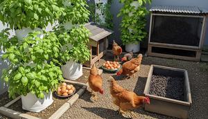 Kiat Hasilkan Uang dari Rumah Lewat Berkebun & Beternak. Foto: Gemini