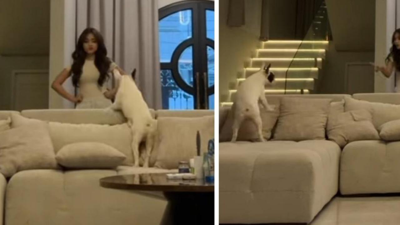 Potret Kocak Fuji Tak Henti Dikejar Anjing di Rumah Erika Carlina, Netizen 'Pepet Terus Dul