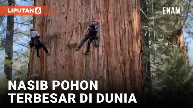 Pohon terbesar di dunia, General Sherman, baru saja lulus pemeriksaan kesehatan. Tim peneliti dari The Ancient Forest Society di Sequoia National Park, California, memastikan bahwa pohon sequoia raksasa berusia 2.200 tahun ini bebas dari serangan kum...