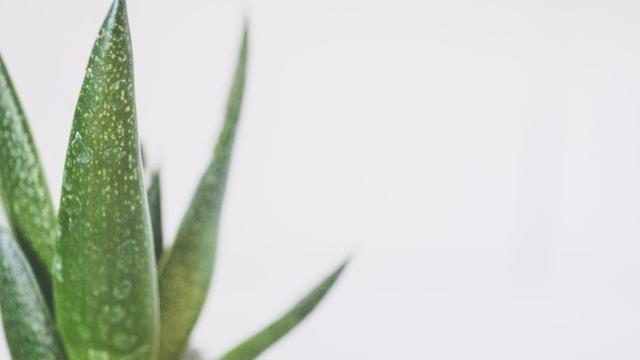 Aloe Vera (Lidah Buaya)