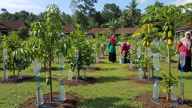 Irigasi Tetes Sederhana dari Botol Air Mineral Bekas